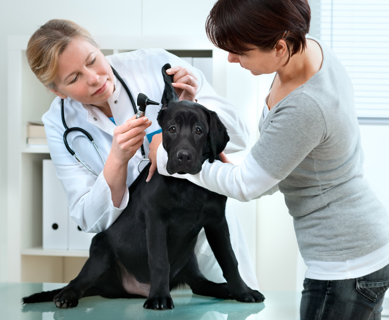 les maladies du foie chez le chien et chat